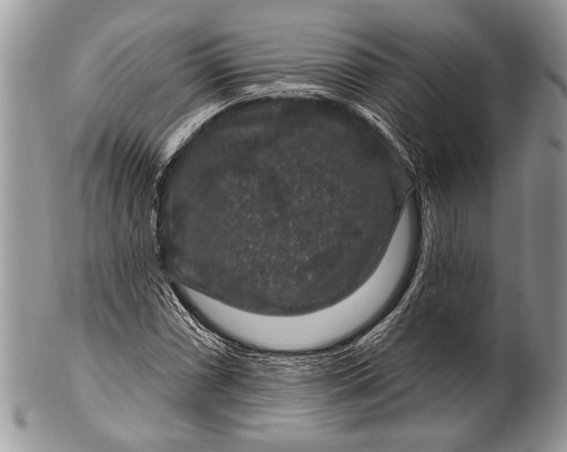 X0000100391066200806201709