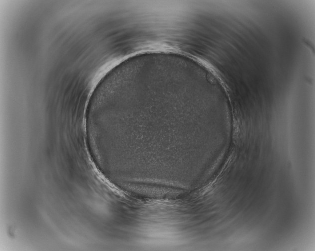 X0000100391335200806201705