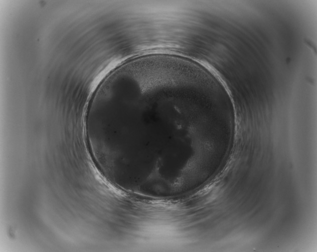 X0000100391341200806201705