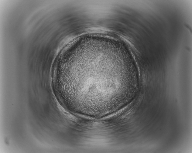 X0000100391471200806201702