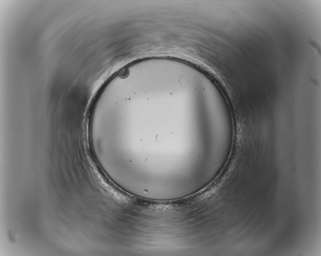 X0000100391517200806201702