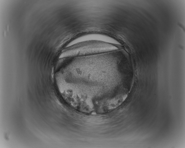 X0000100390024200806271408