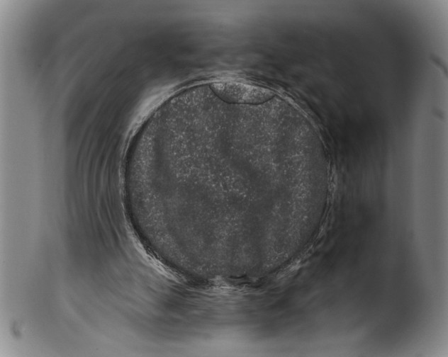 X0000100390055200806271406