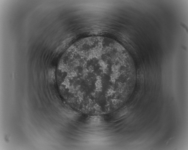 X0000100390127200806271406