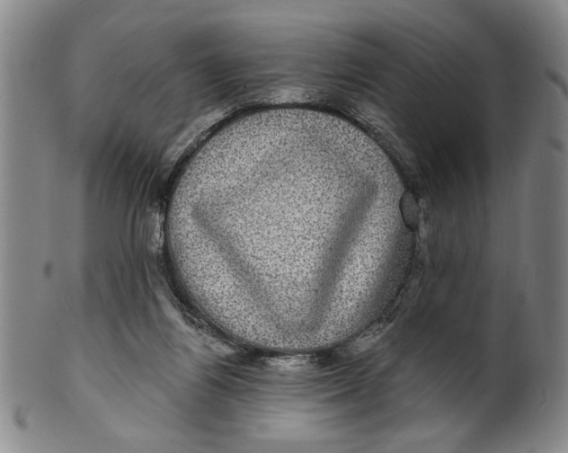 X0000100390164200806271405