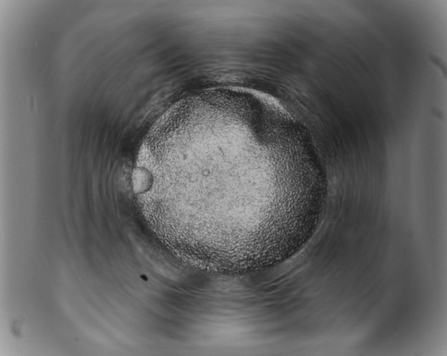 X0000100390175200806271405