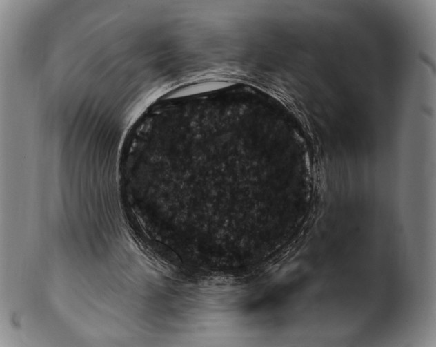 X0000100390196200806271405