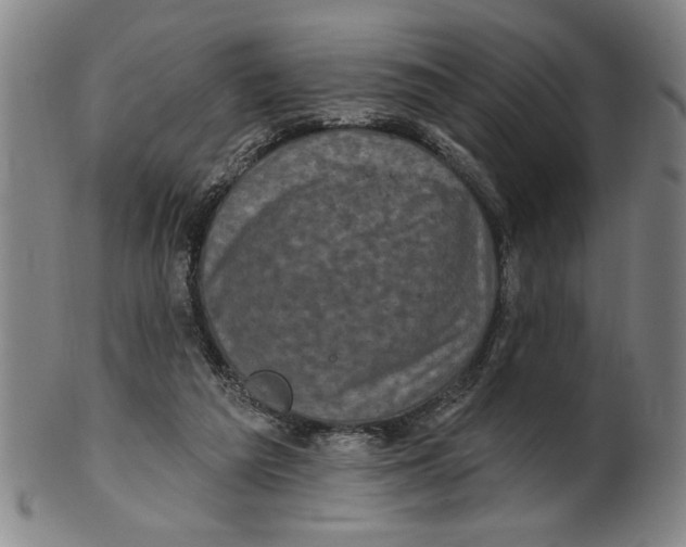 X0000100390209200806271405