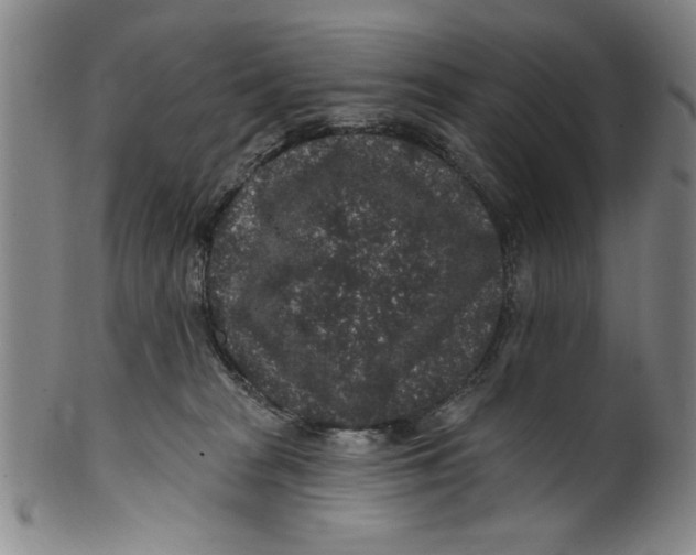 X0000100390277200806271404