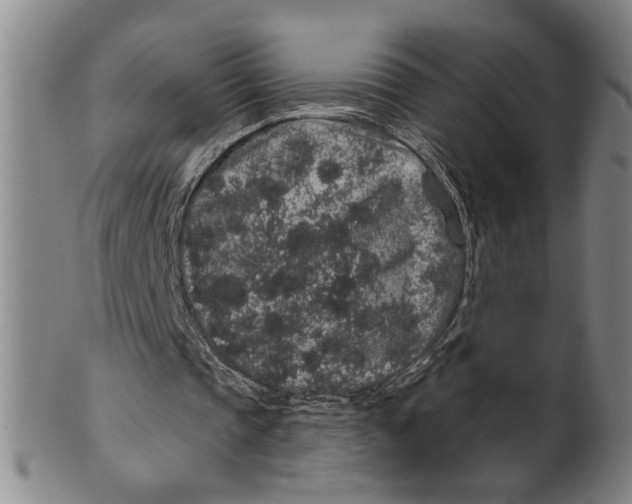 X0000100390337200806271402