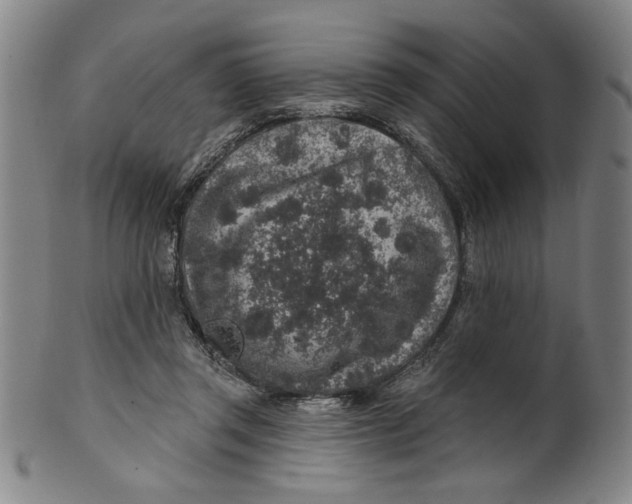 X0000100390357200806271402