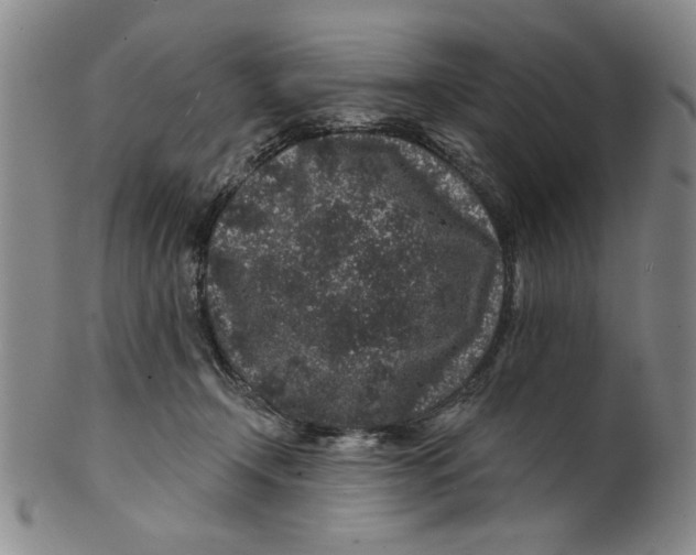 X0000100390366200806271402