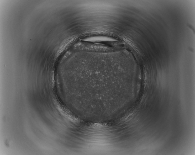 X0000100390494200806271400