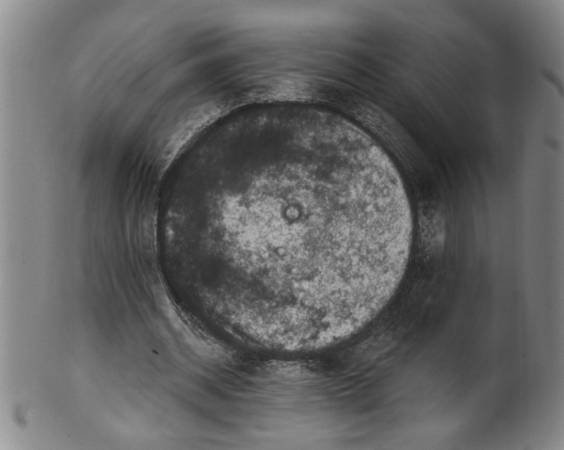 X0000100390534200806271359