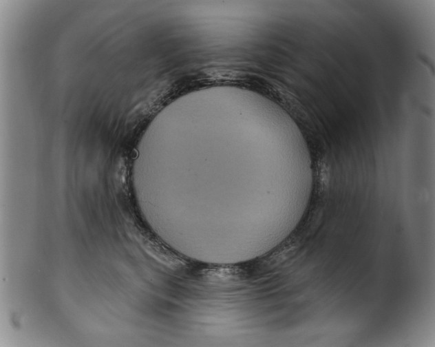 X0000100390567200806271400