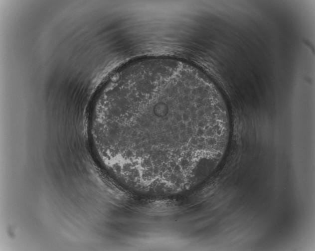 X0000100390584200806271359