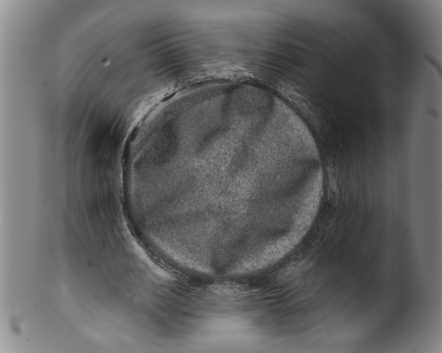 X0000100390630200806271358