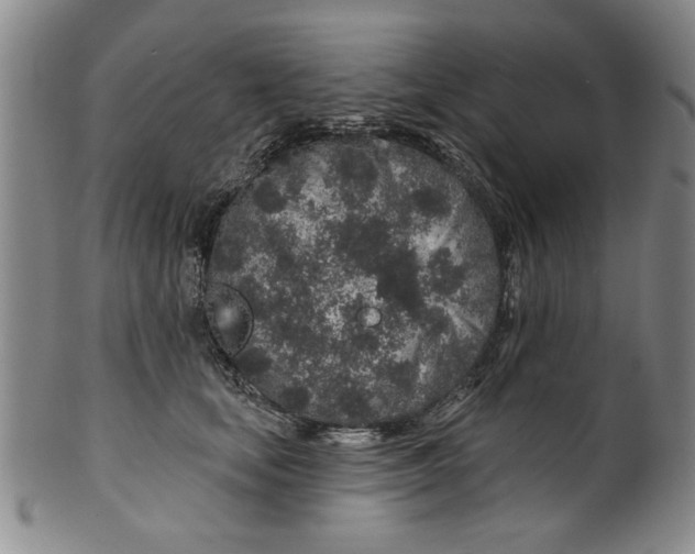 X0000100390659200806271358