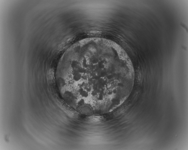 X0000100390711200806271357