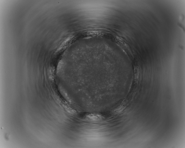 X0000100390712200806271357