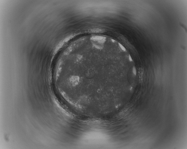 X0000100390726200806271356