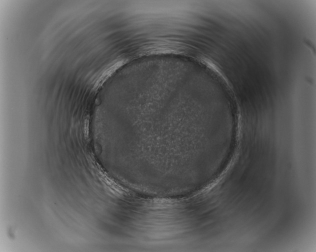 X0000100390777200806271356