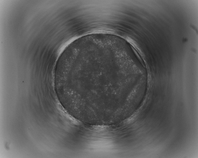 X0000100390854200806271356