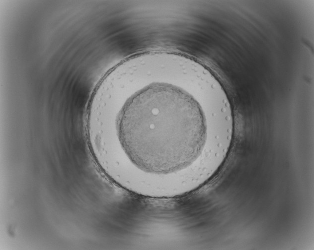 X0000100390856200806271356