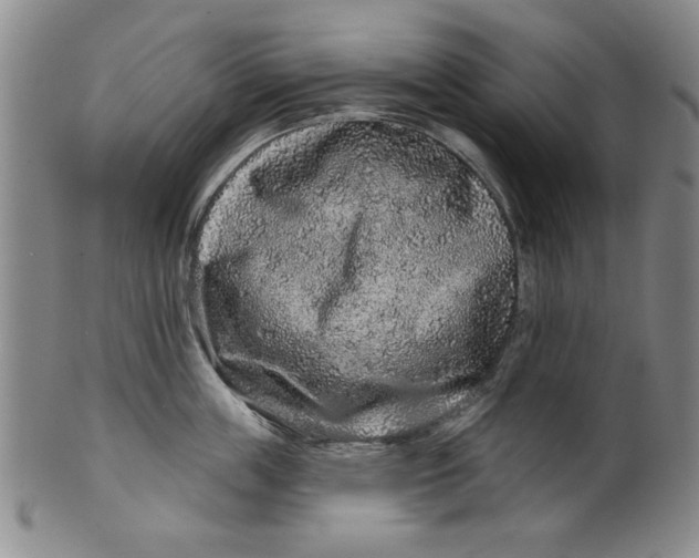 X0000100390859200806271356