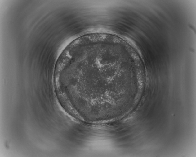 X0000100390863200806271356