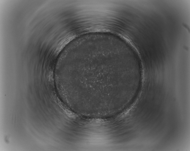 X0000100390881200806271355