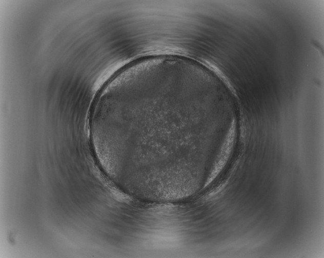 X0000100390885200806271355