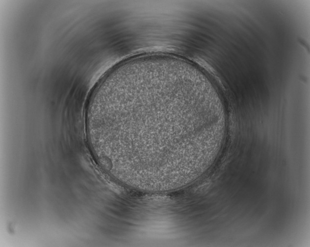 X0000100390886200806271355