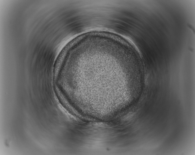 X0000100390903200806271354