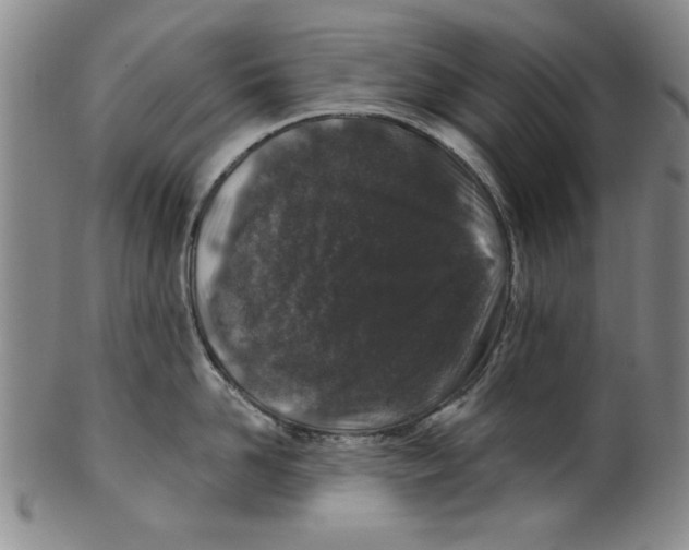 X0000100390958200806271354