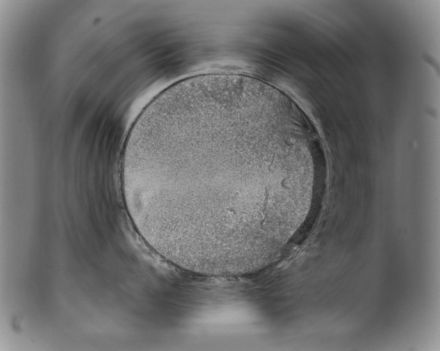 X0000100390960200806271354