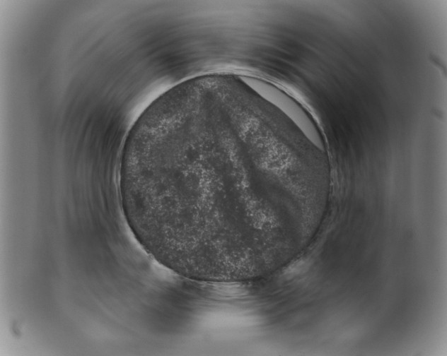 X0000100391007200806271353