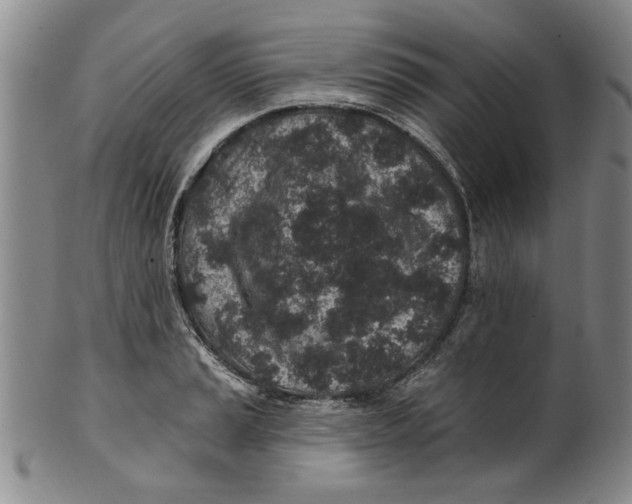 X0000100391037200806271352