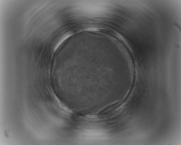 X0000100391194200806271350