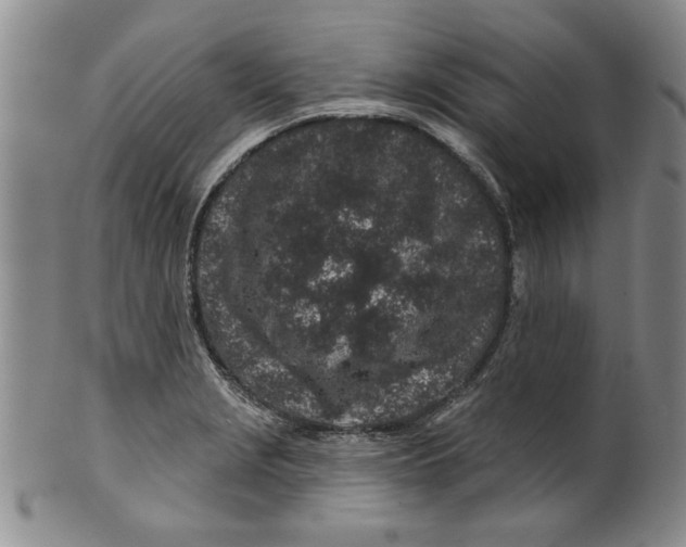 X0000100391229200806271350