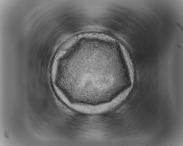 X0000100391471200806271346