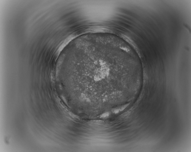 X0000100391481200806271346