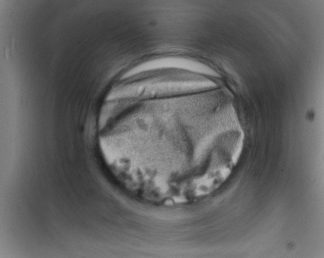 X0000100390024200807032000