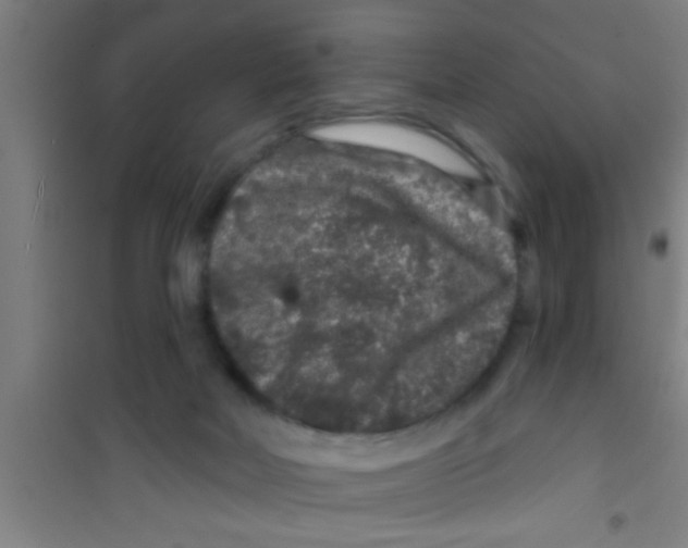 X0000100390026200807032000