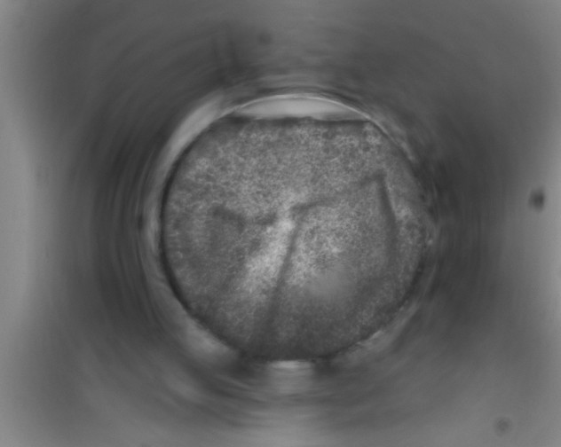 X0000100390053200807031959