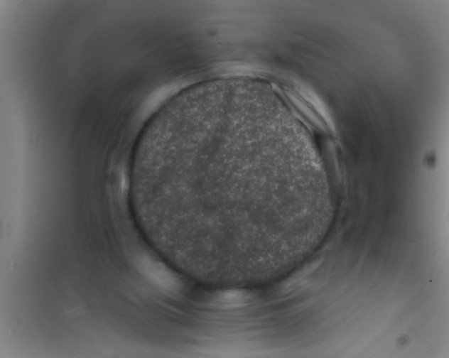 X0000100390059200807031959