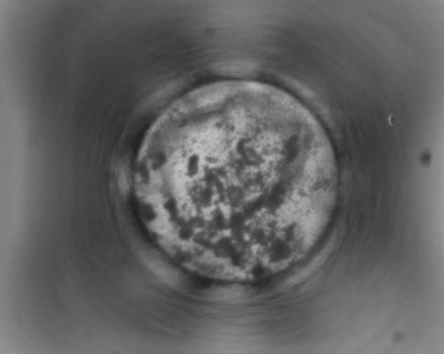 X0000100390069200807031959