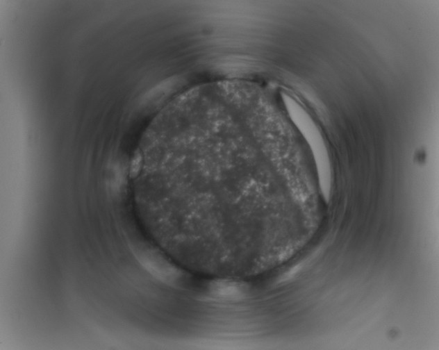 X0000100390073200807031959