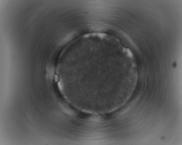 X0000100390076200807031959