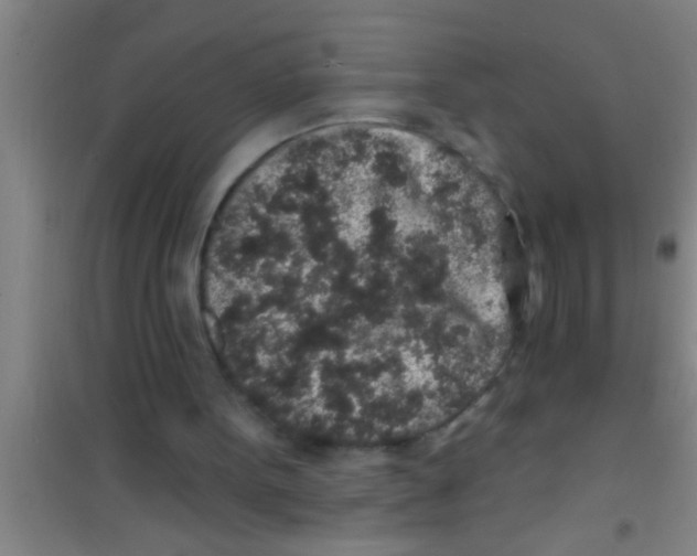 X0000100390099200807031959